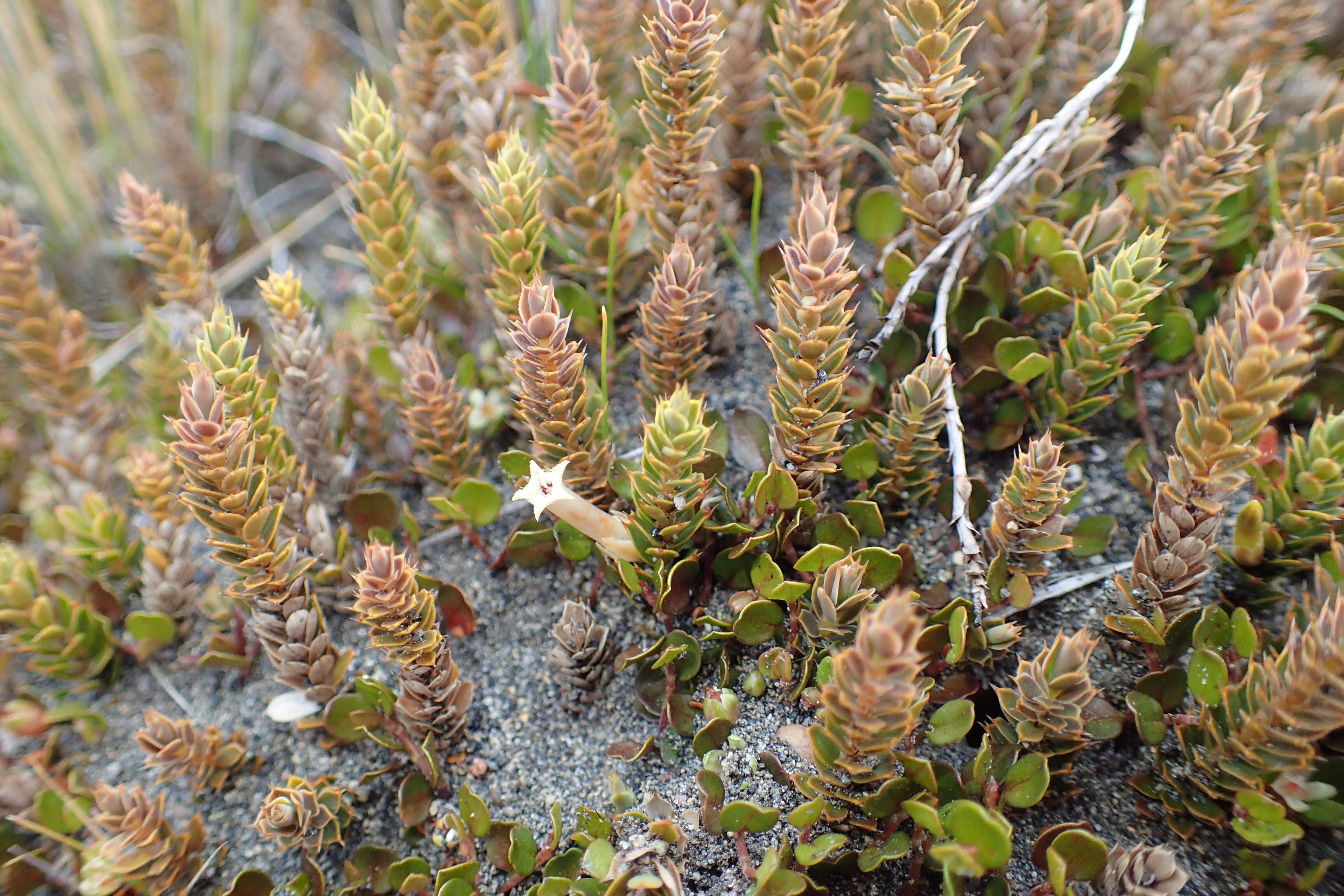 Image of Leucopogon fraseri A. Cunn. ex DC.