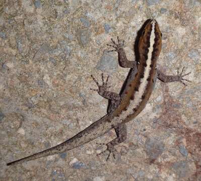 Image of Wiegmann's Striped Gecko