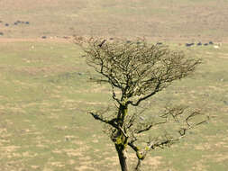 Image of Ring Ouzel