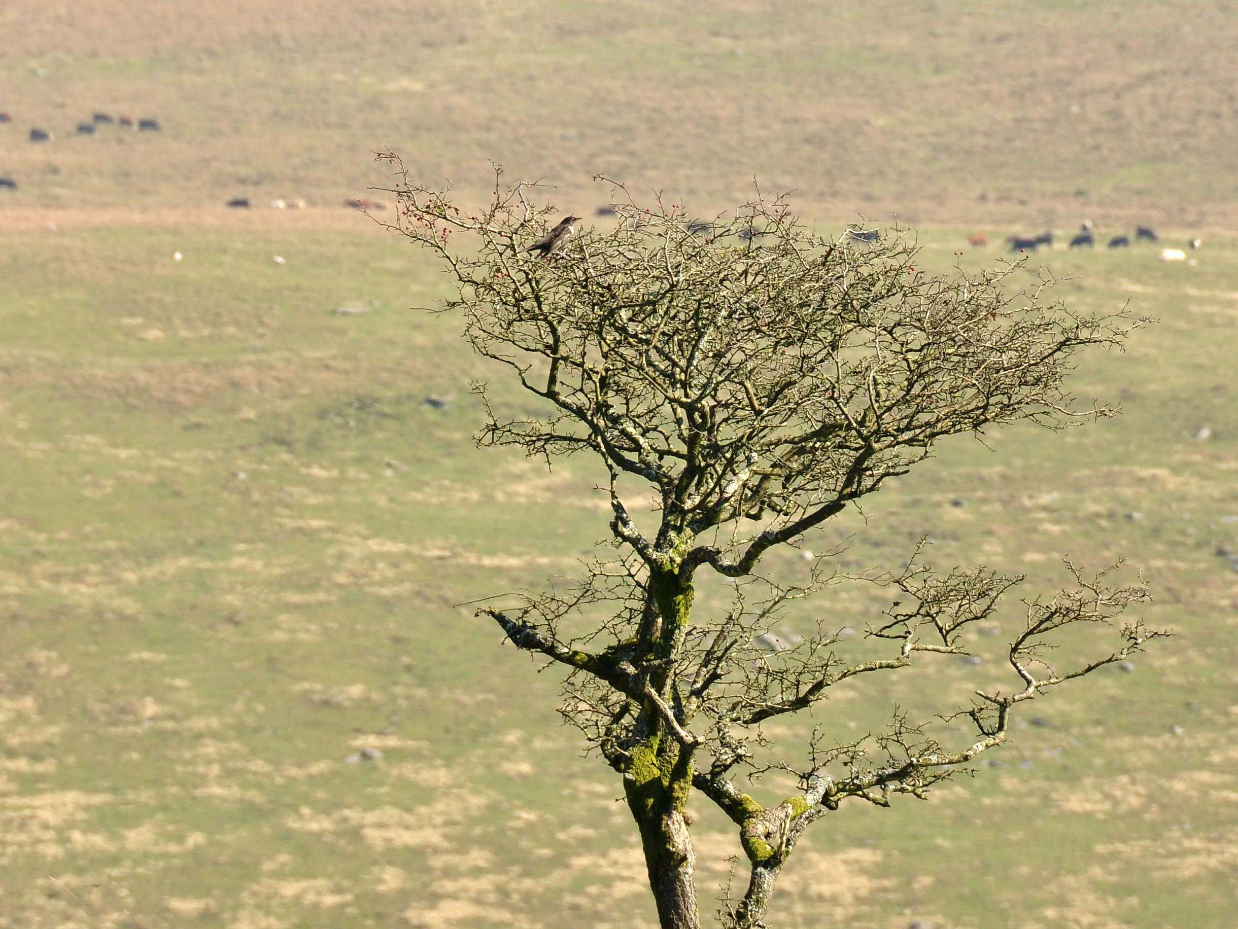 Image of Ring Ouzel