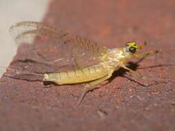 Image of Stenacron Mayfly