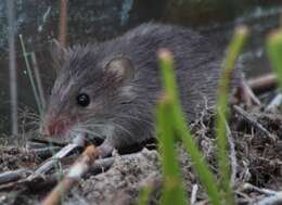 Image of Cape Spiny Mouse