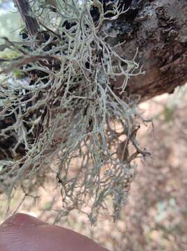 Image of farinose cartilage lichen