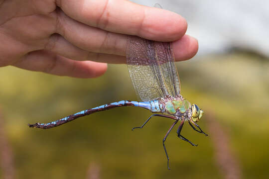 Image of Giant Darner