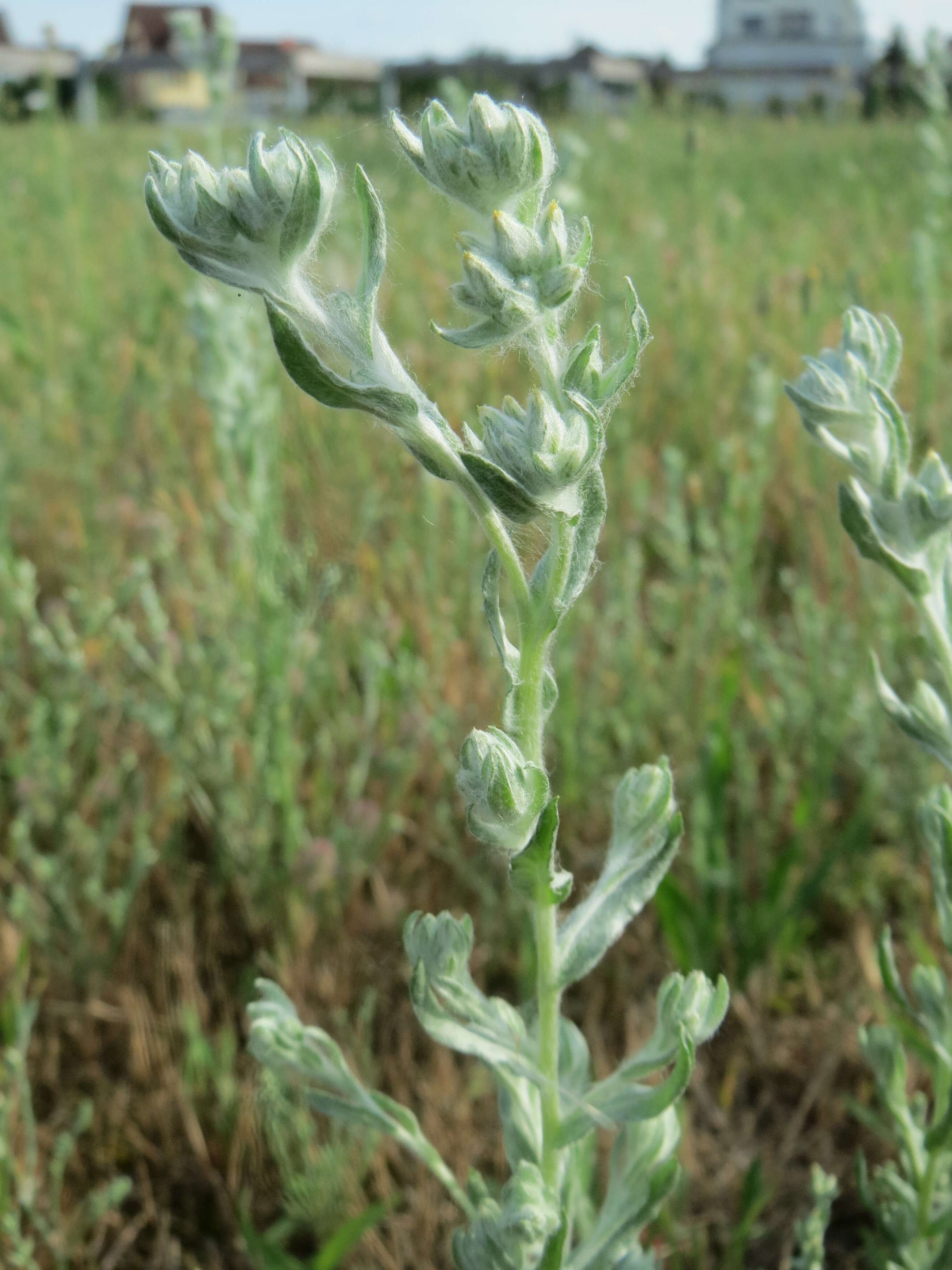 Image of field cudweed