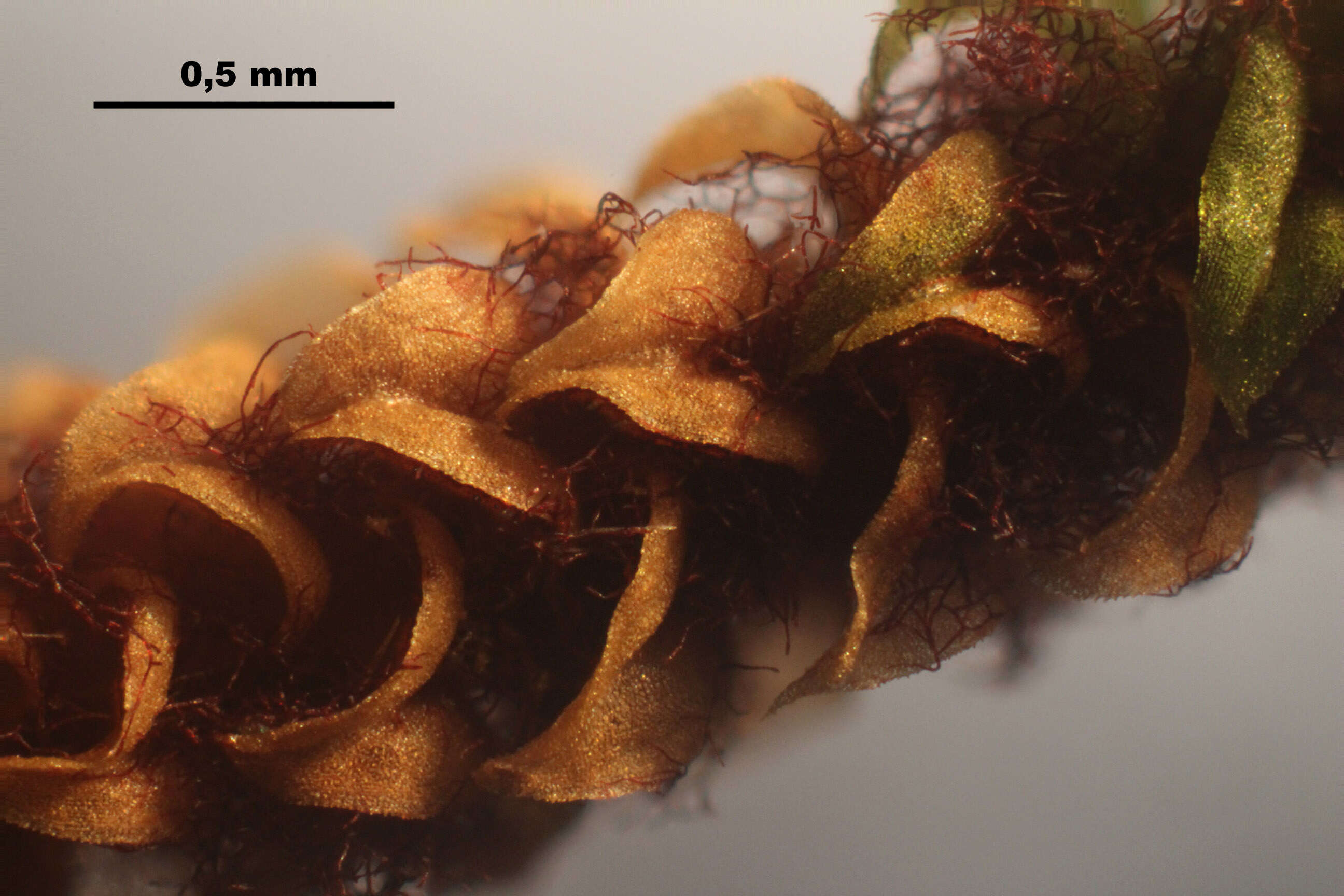 Image of paludella moss