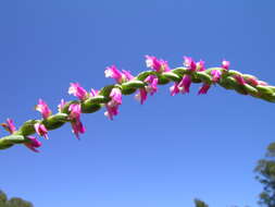 Image of Spiranthes australis