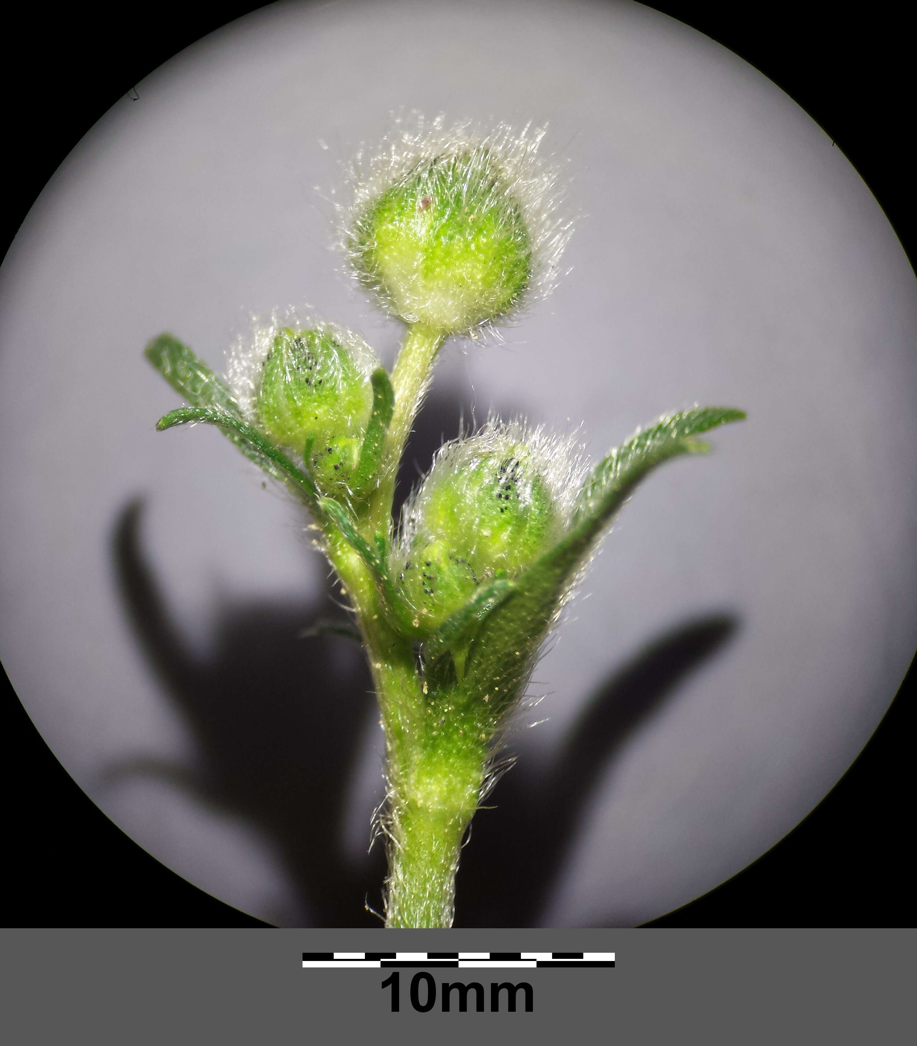 Image of Ranunculus polyanthemos L.