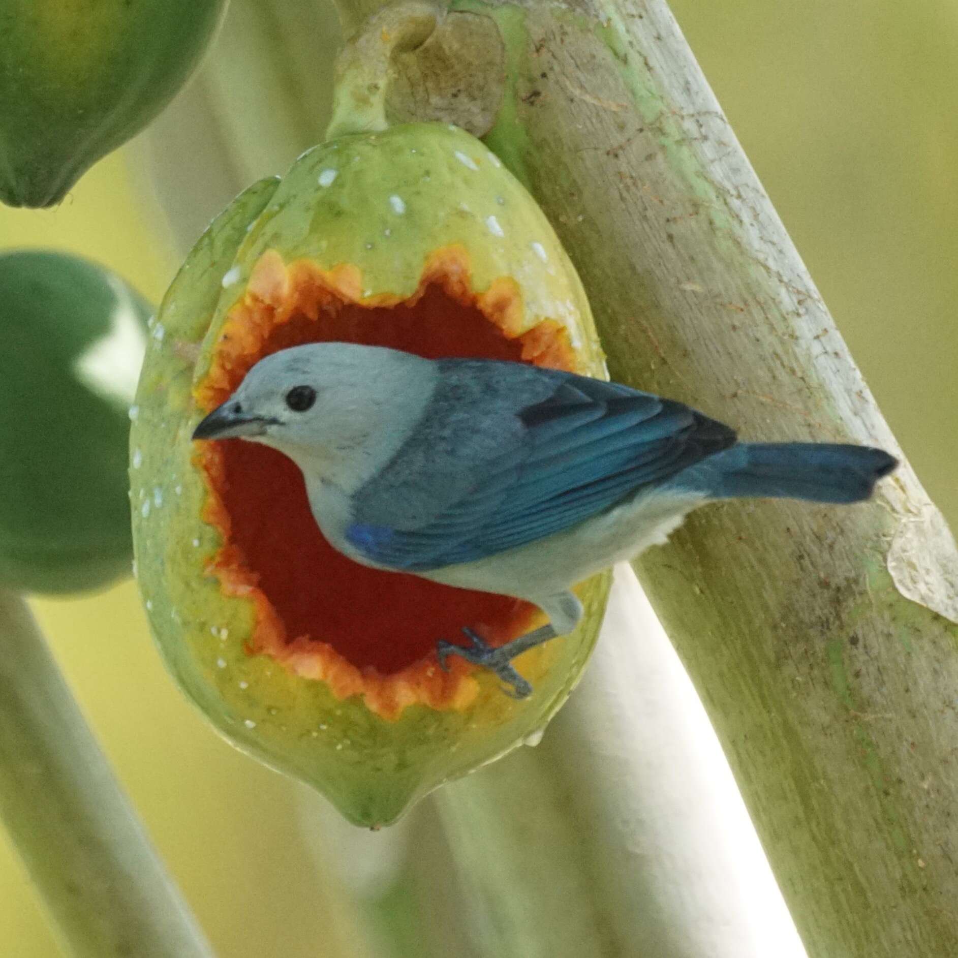 Image of Blue-gray Tanager