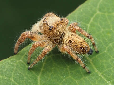 Image of Phidippus princeps (Peckham & Peckham 1883)