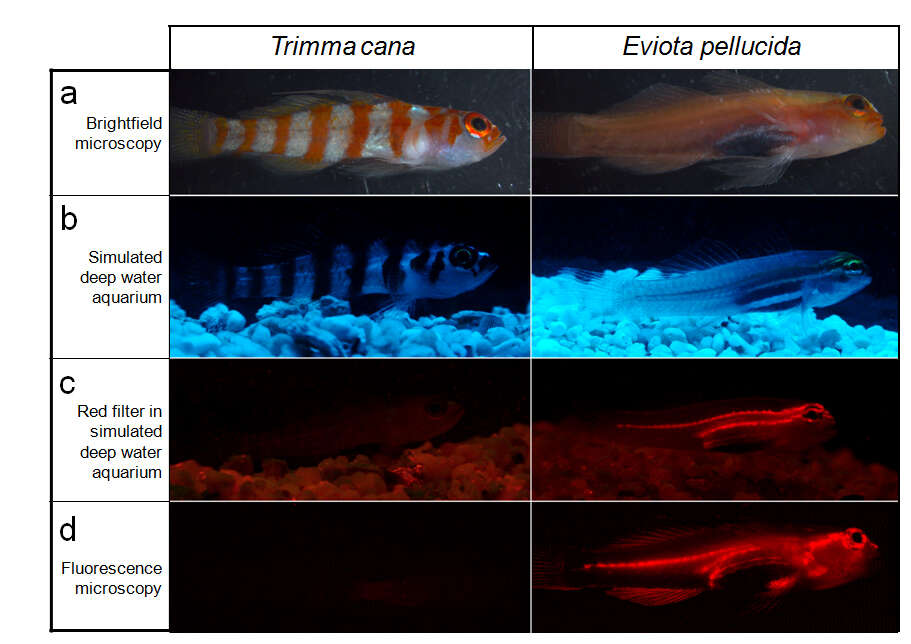 Image of Goby