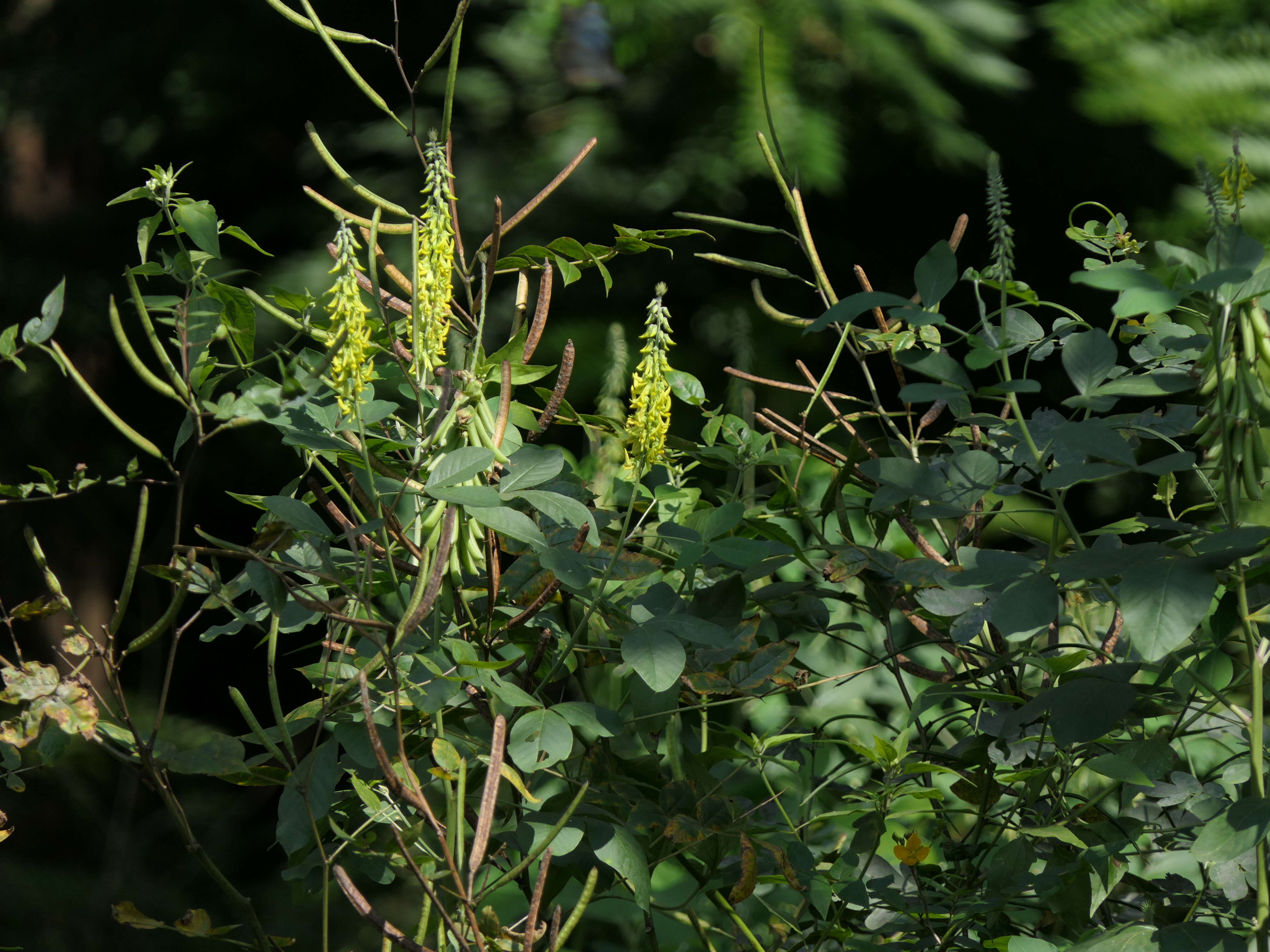 Image of smooth rattlebox