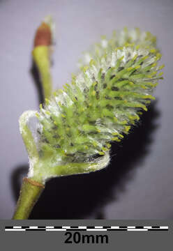 Image of goat willow