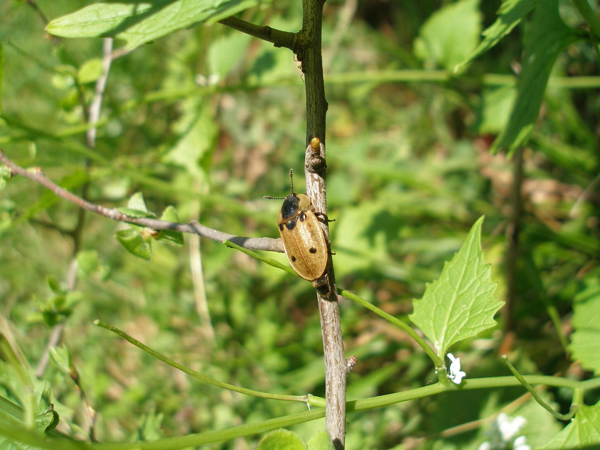 Dendroxena quadrimaculata (Scopoli 1771) resmi