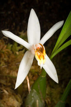 Coelogyne viscosa Rchb. fil. resmi