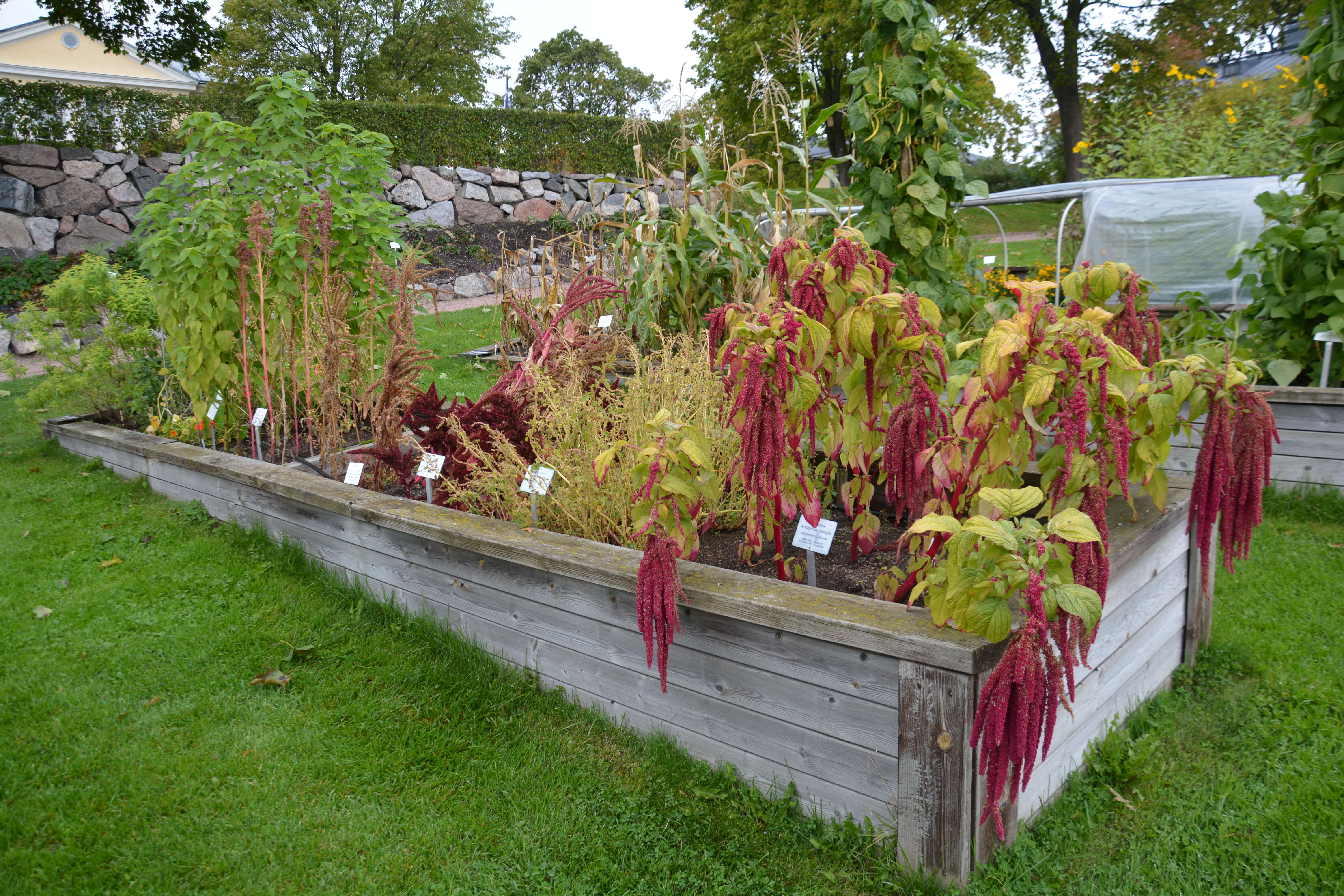 Imagem de Amaranthus caudatus L.