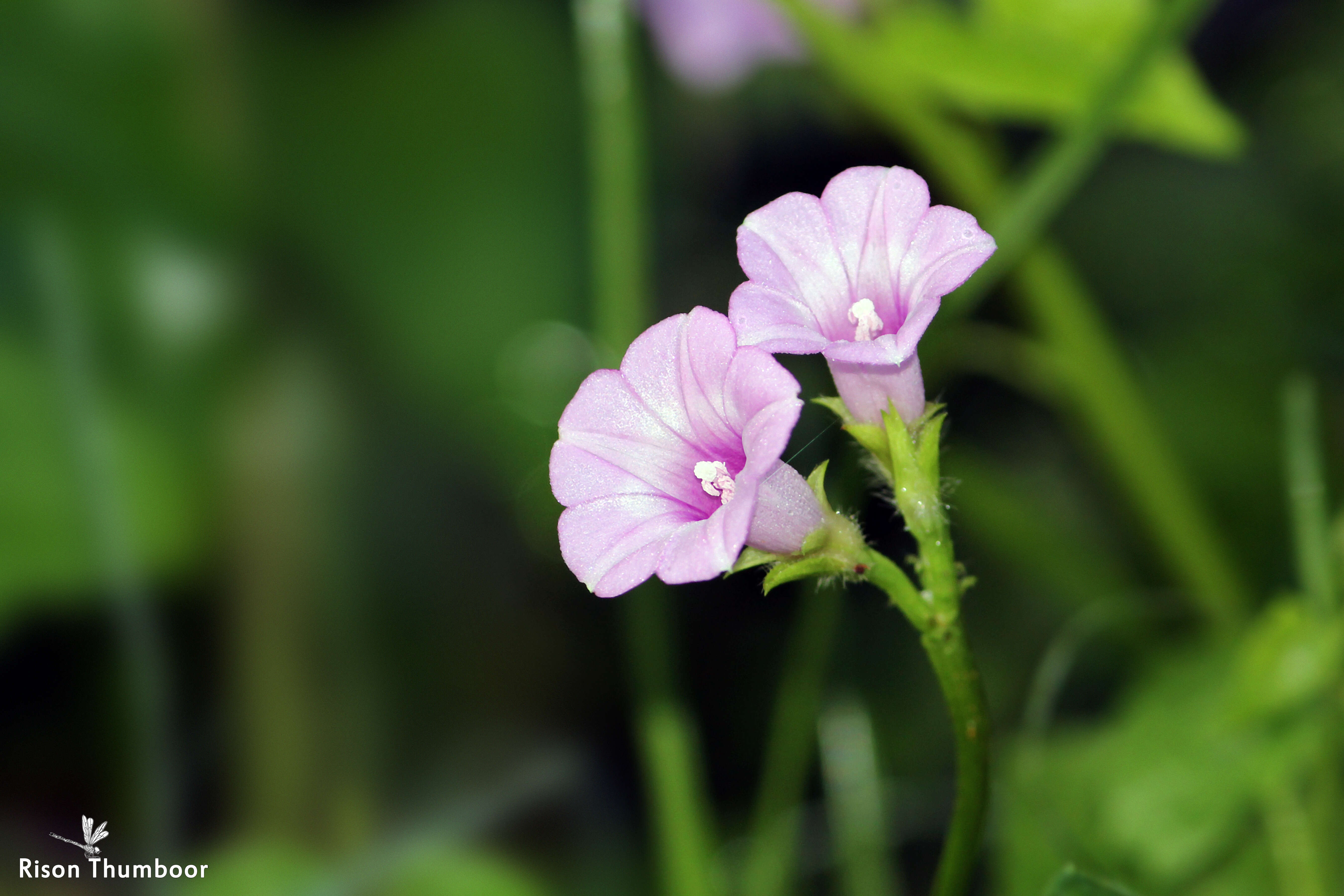 Plancia ëd Ipomoea triloba L.