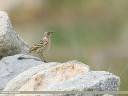 Image of Rosy Pipit