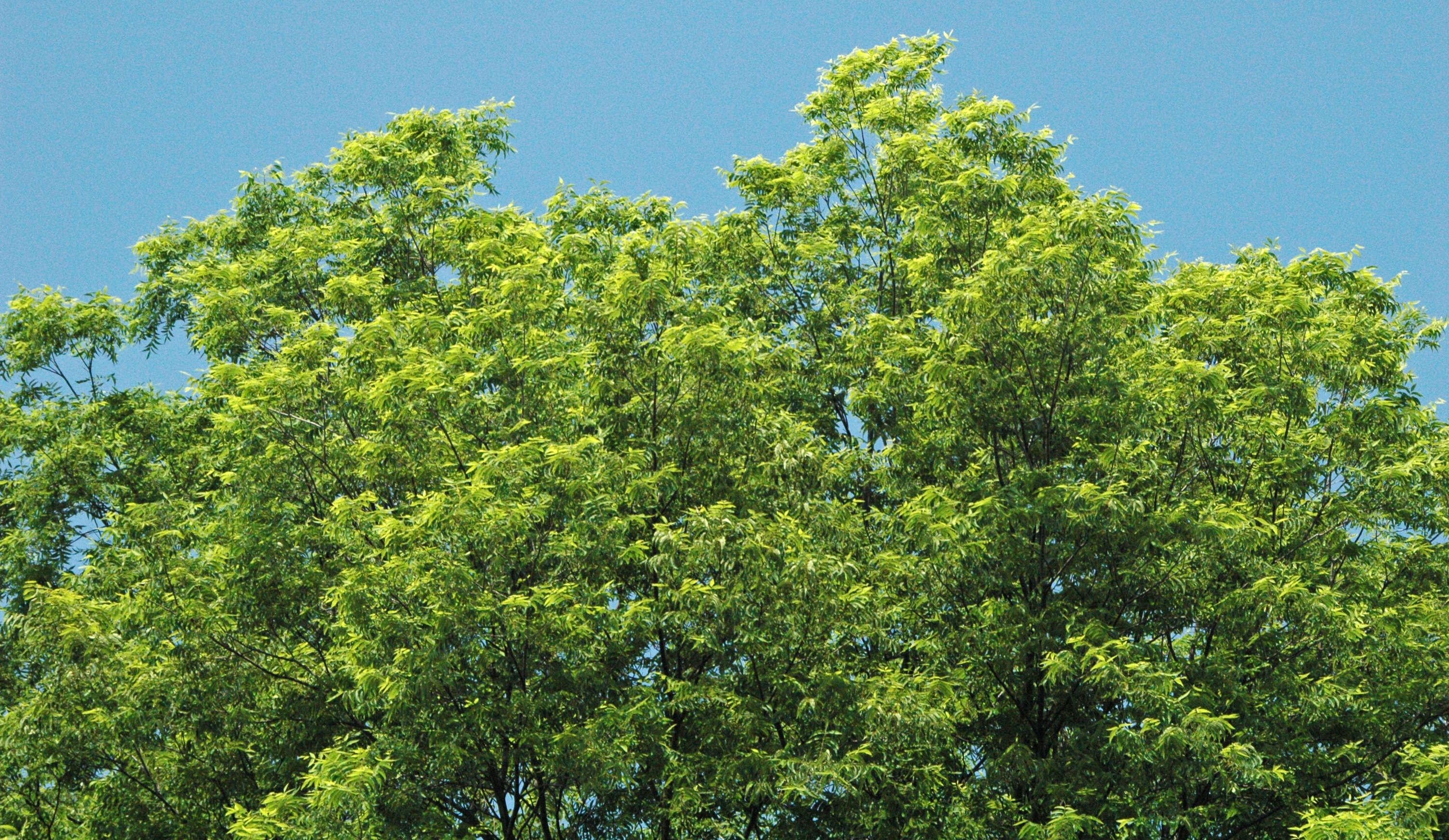 Image of Carya illinoinensis