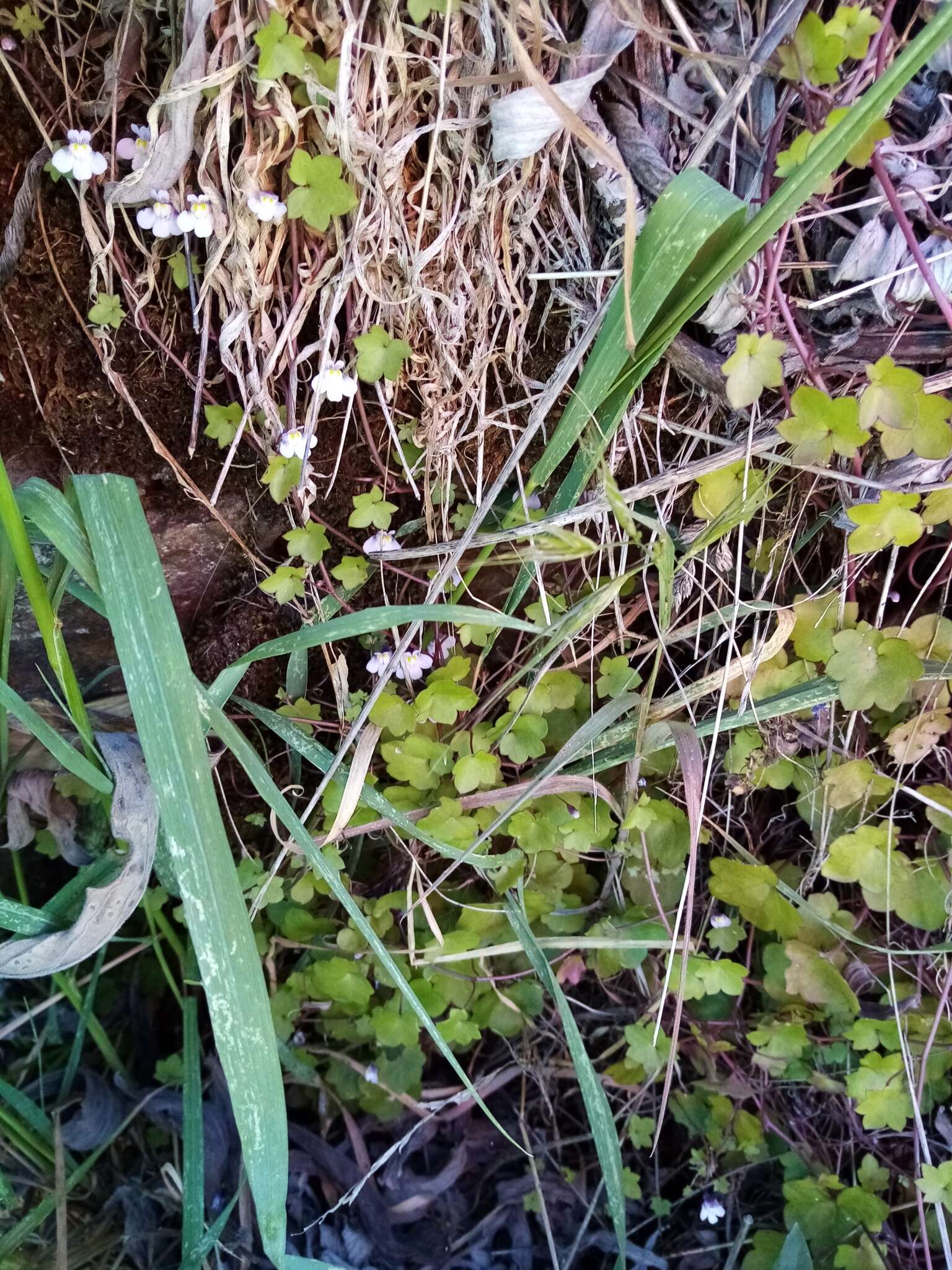 Image of Ivy-leaved Toadflax