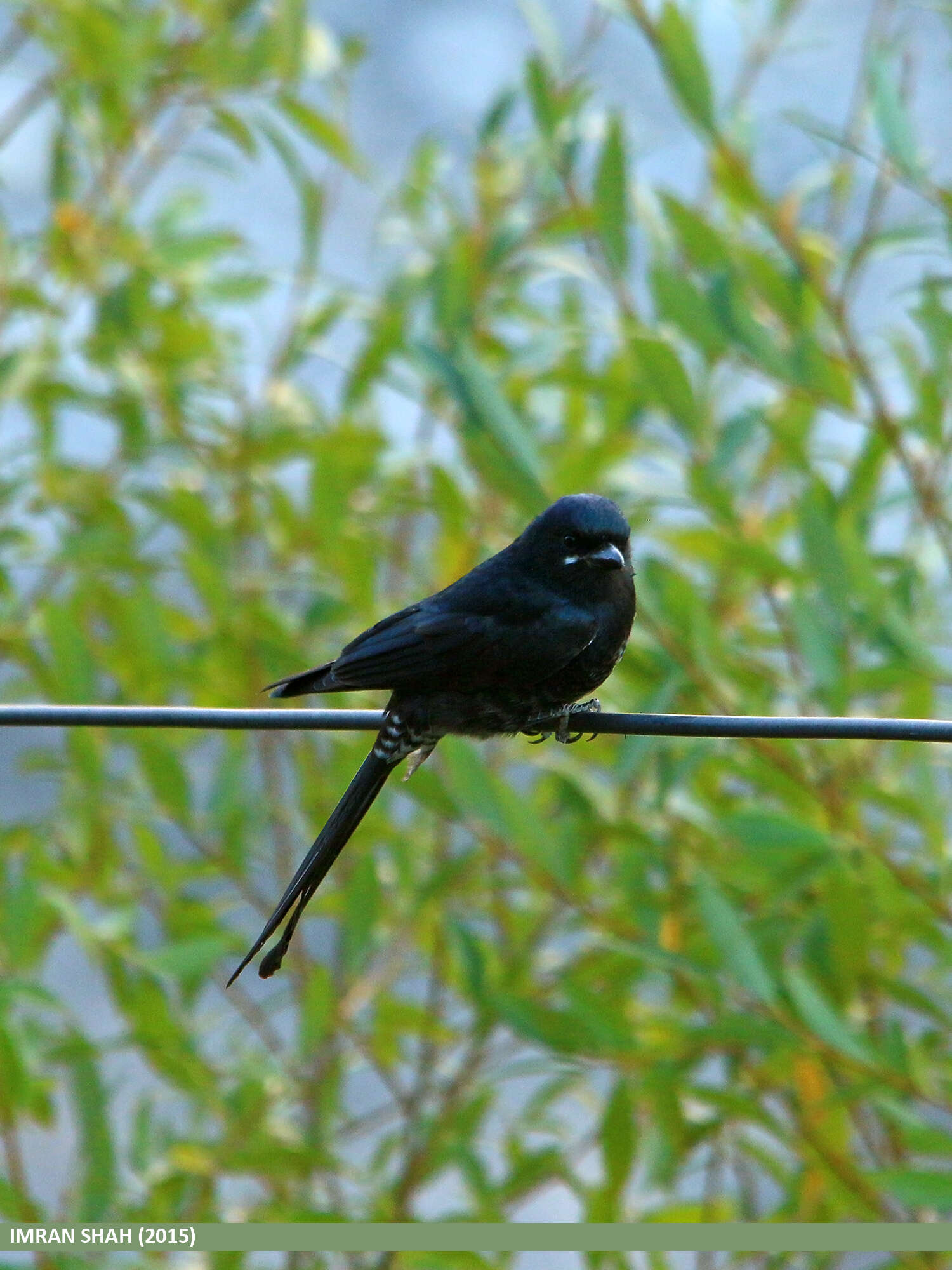 Image of Black Drongo