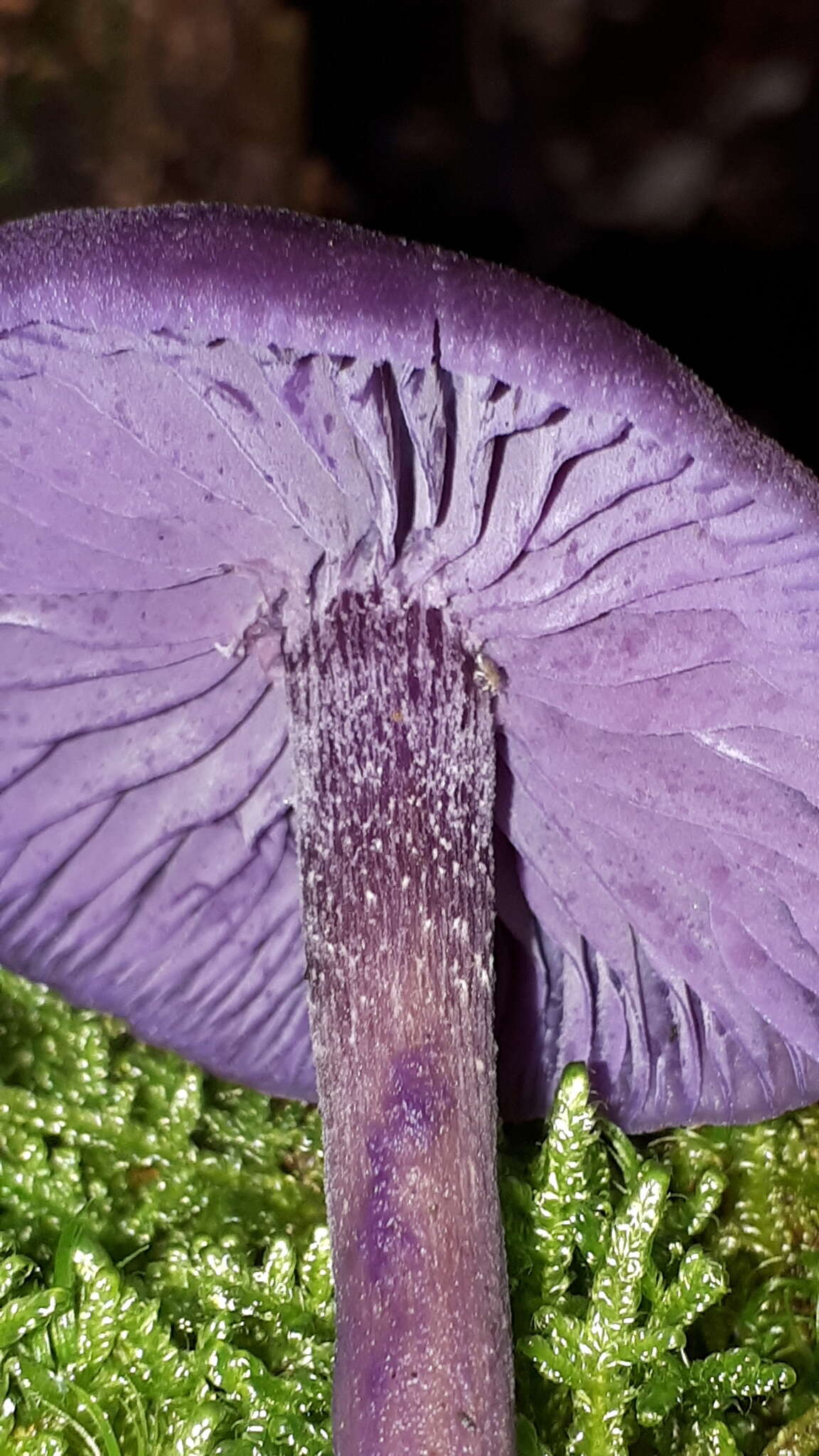 Image of Laccaria amethystina Cooke 1884