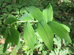 Image of Common Solomon’s-seal