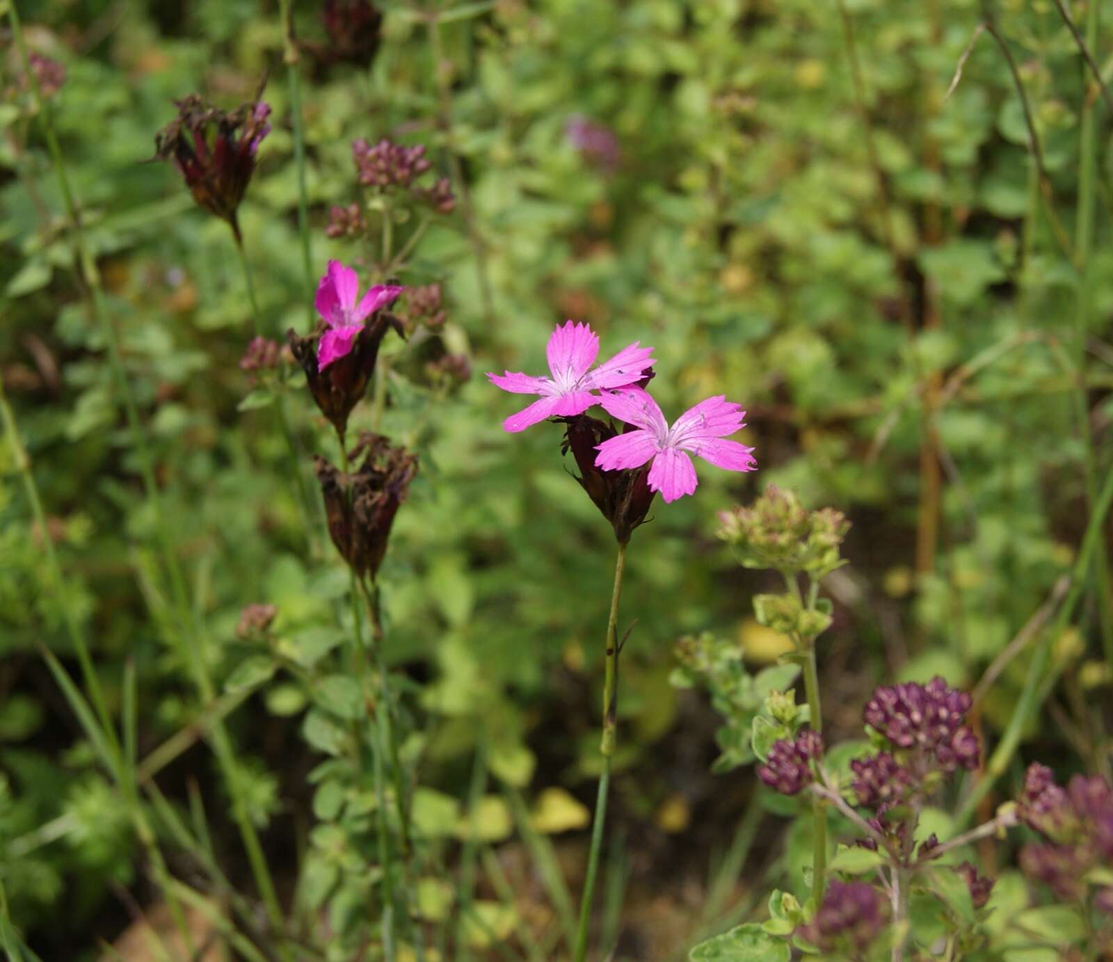 Image of carthusian pink