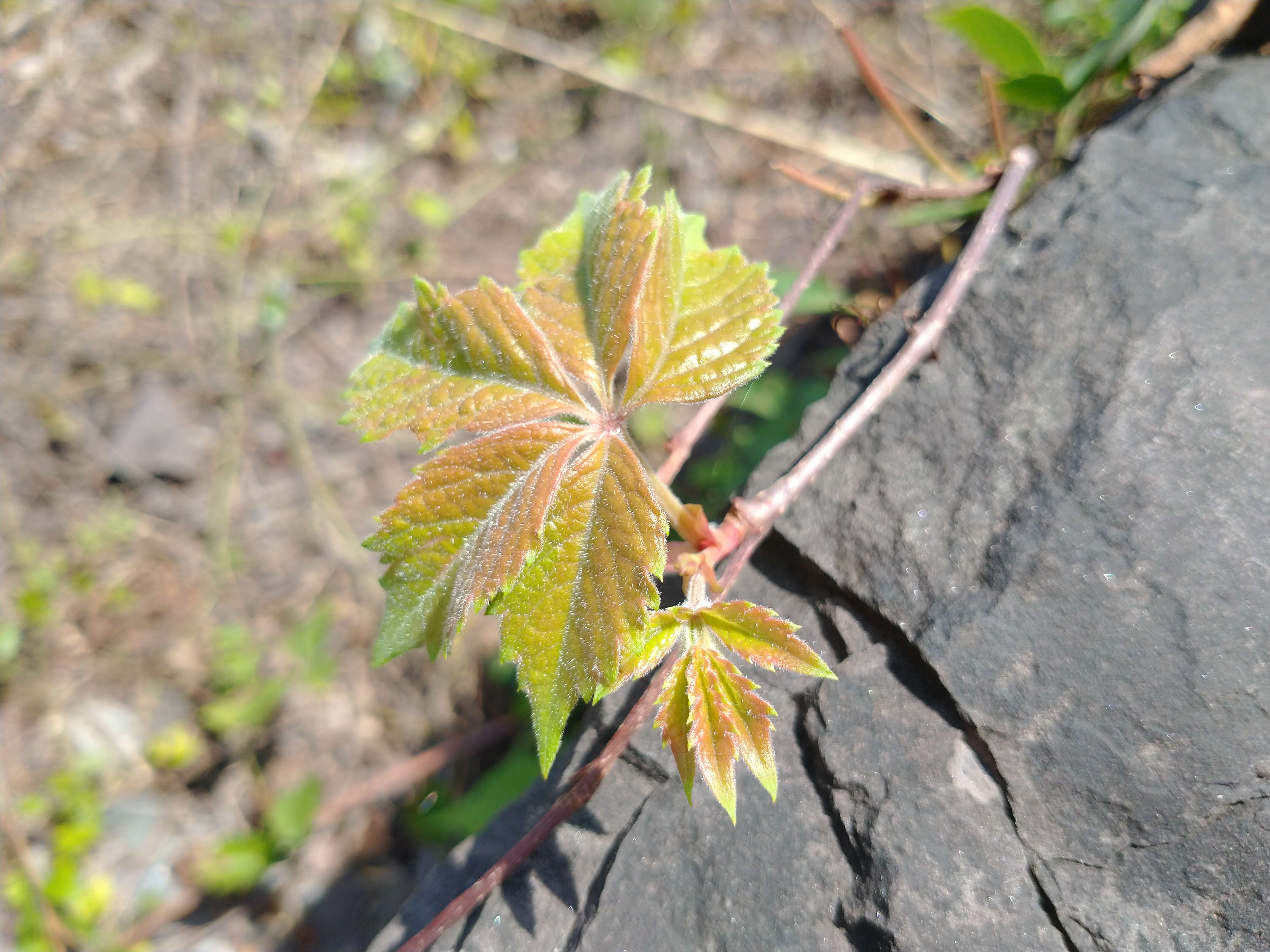 Image de vigne vierge vraie