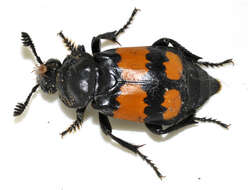 Image of Boreal Carrion Beetle