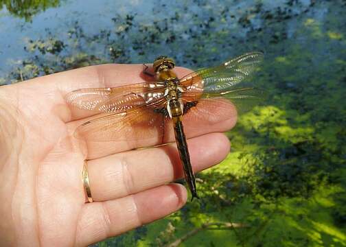 Image of eurasian baskettail