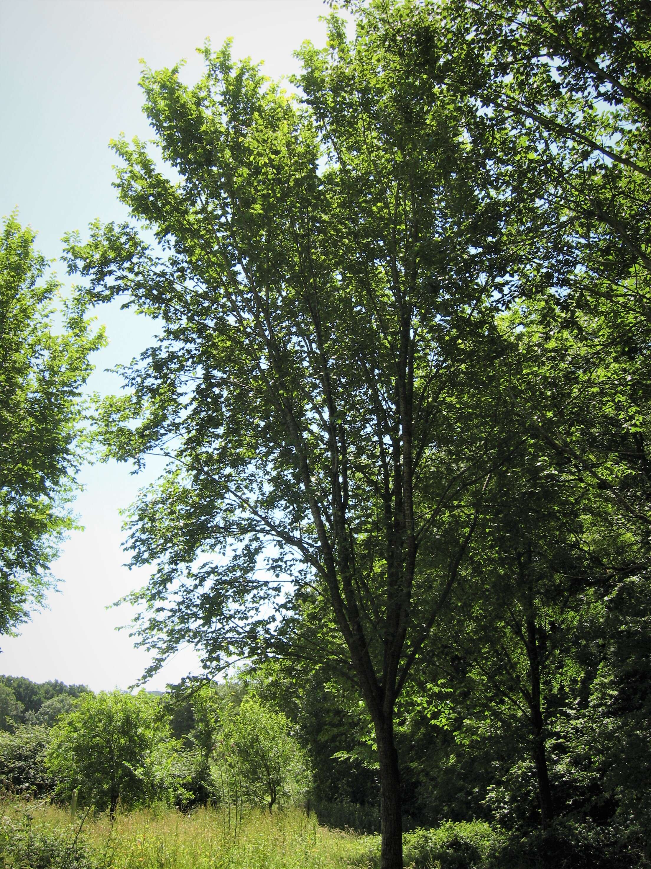 Image of elm