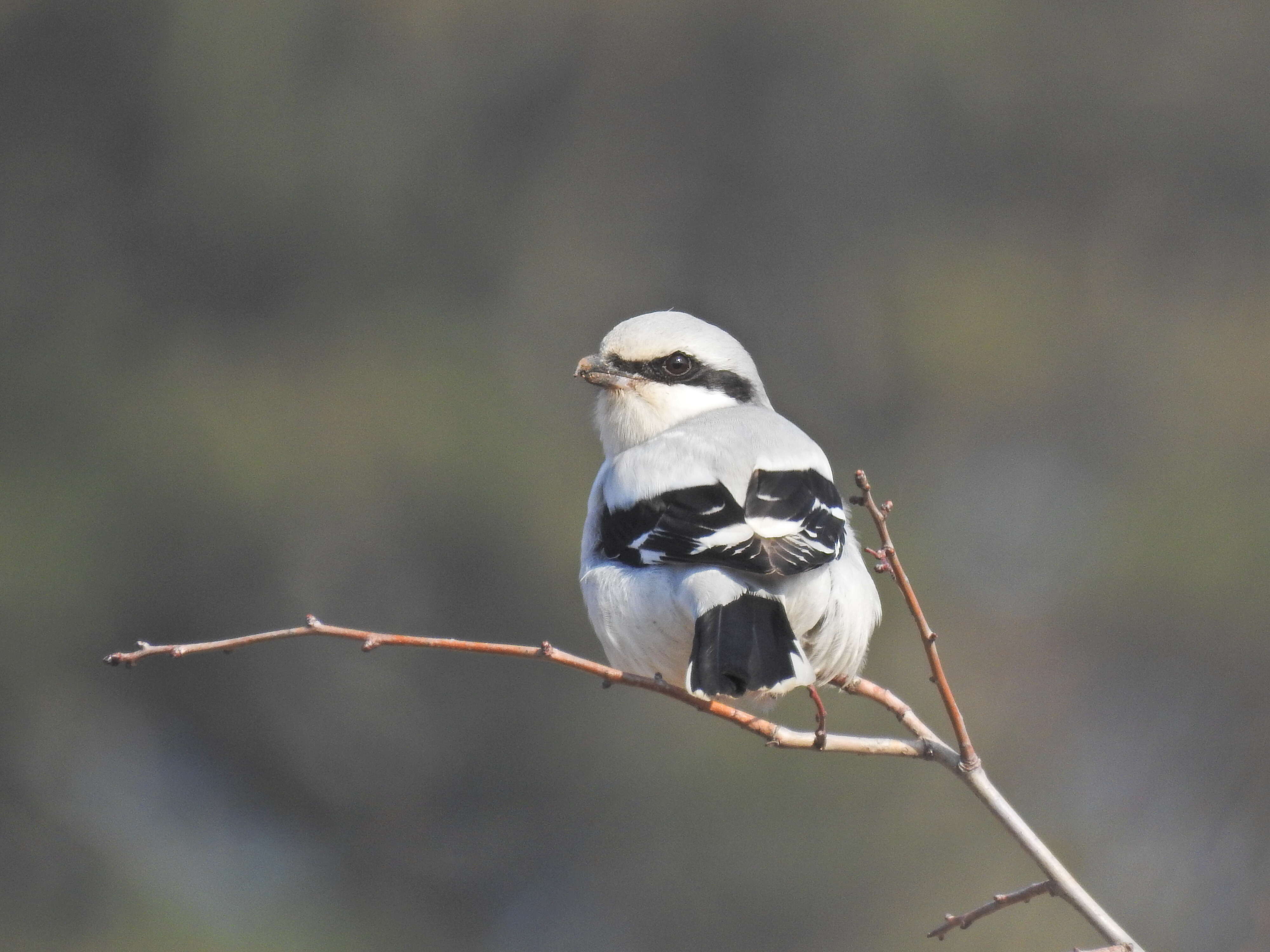 Image of Great Grey Shrike