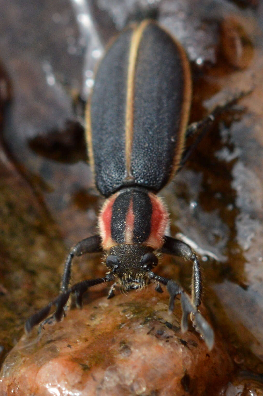 Image of Chariessa pilosa (Forster 1781)