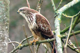 Image of Common Buzzard