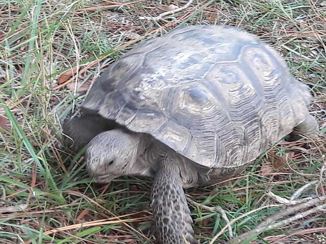 Image of (Florida) Gopher Tortoise