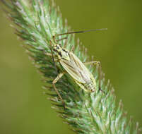 Слика од Leptopterna dolabrata (Linnaeus 1758)