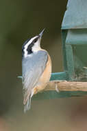 Image of Red-breasted Nuthatch