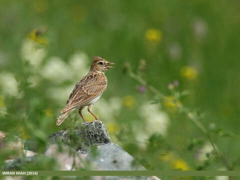 Image of Oriental Skylark