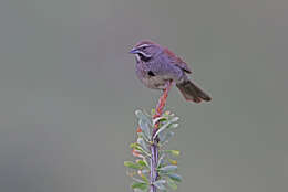 Image of Five-striped Sparrow