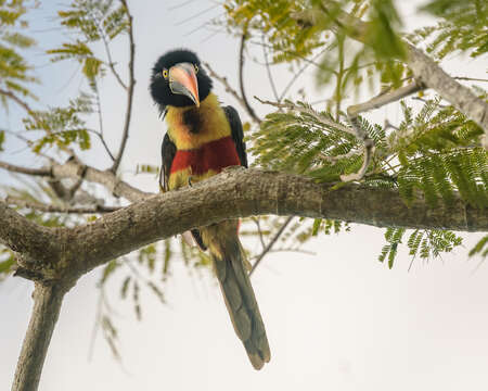 Image of Fiery-billed Aracari