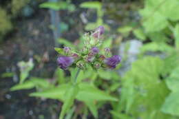 Image of serrulate penstemon