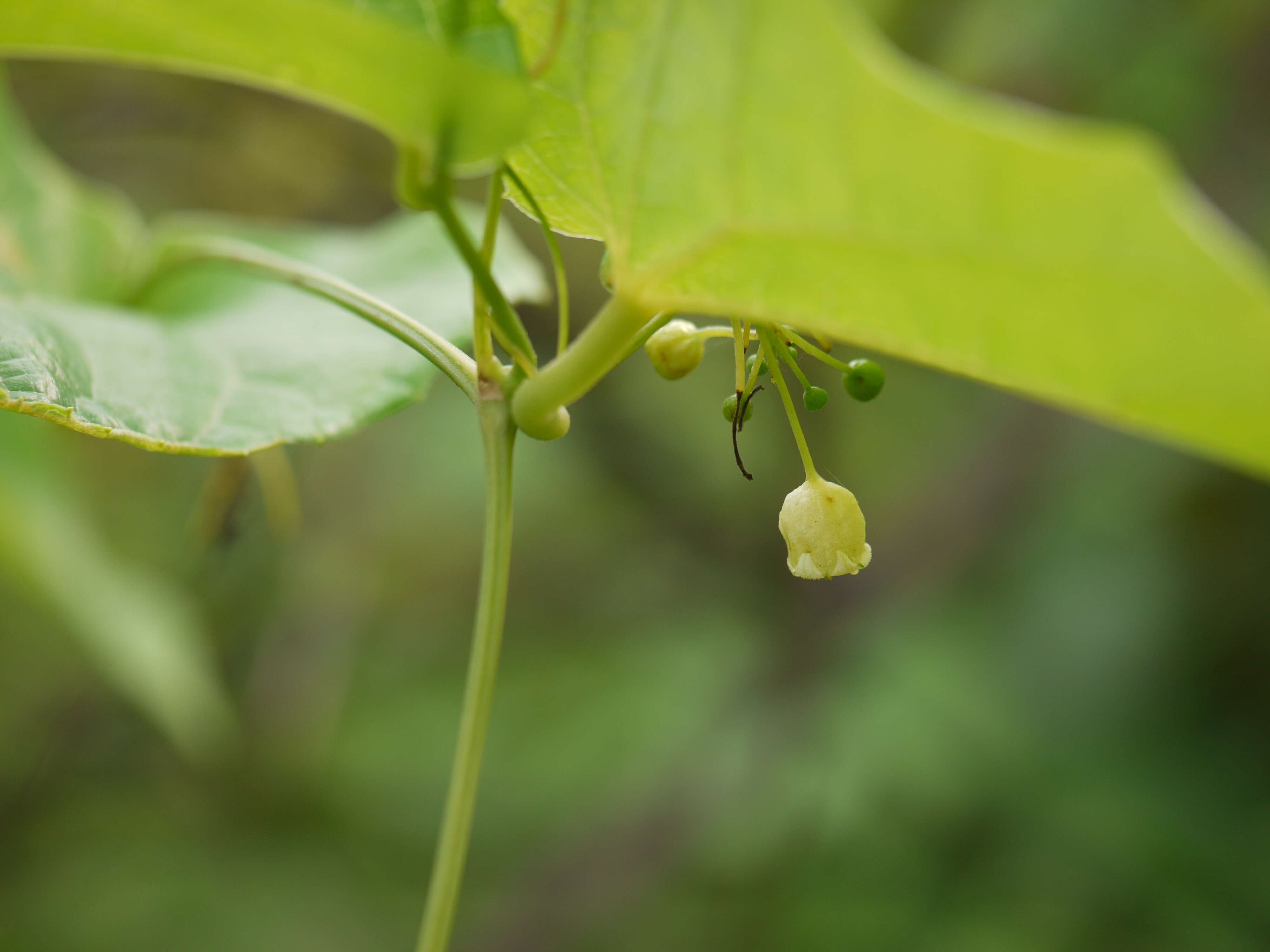 Image of Solena amplexicaulis (Lam.) Gandhi ex Saldanha & Nicolson