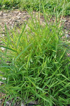 Plancia ëd Muhlenbergia frondosa (Poir.) Fernald