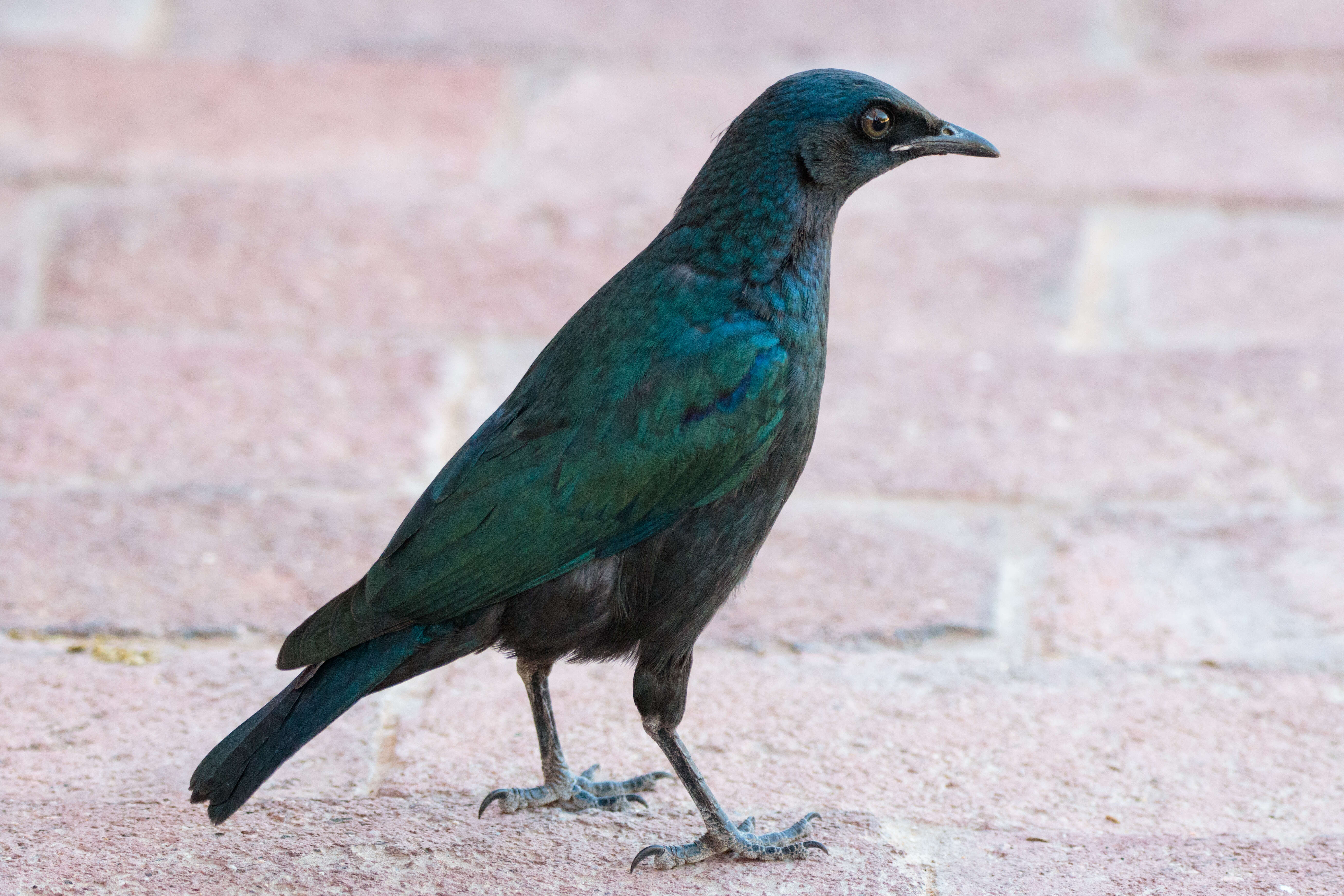 Image of Cape Glossy Starling