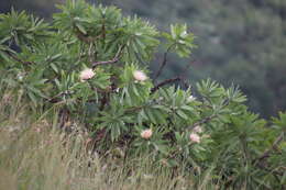 Image of African savanna sugarbush