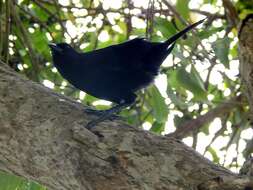 Image of Scrub Blackbird