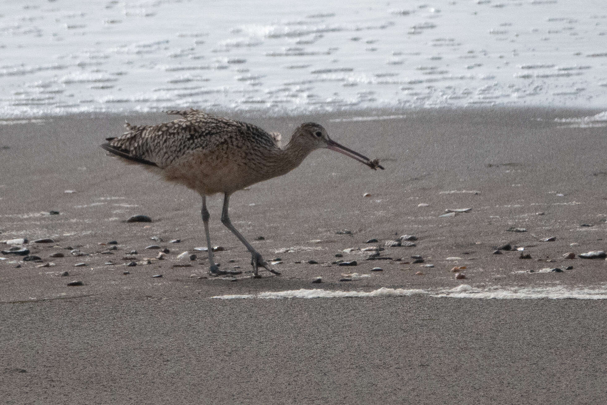 Image of Long-billed Curlew