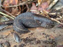 Image of garden slugs