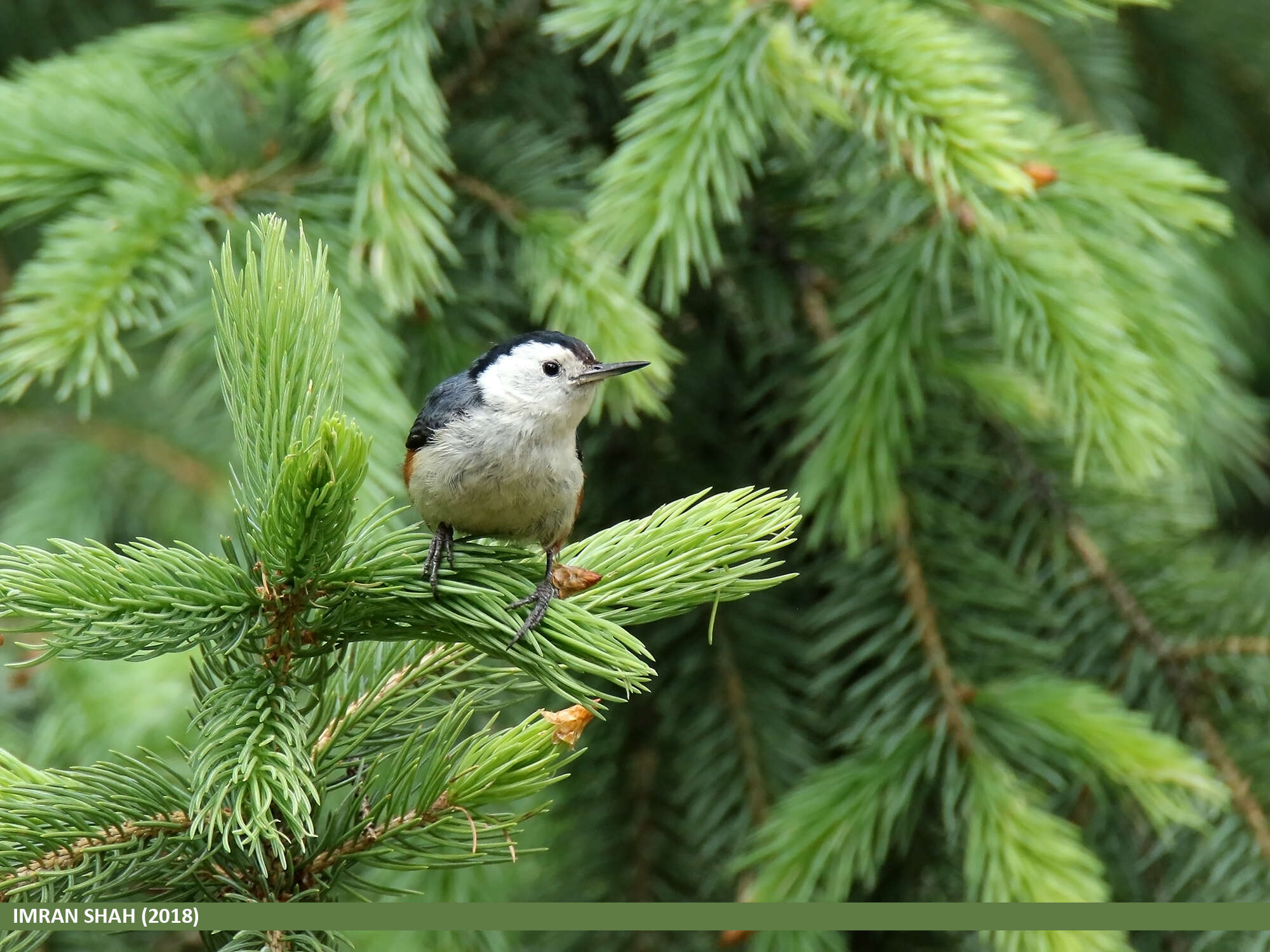 Слика од Sitta leucopsis Gould 1850